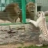 两头雄狮为白虎美大打出手，母虎傻眼了“它们对自己有什么误解？”