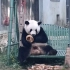 一只熊猫的日常：我就要吃吃吃！！！
