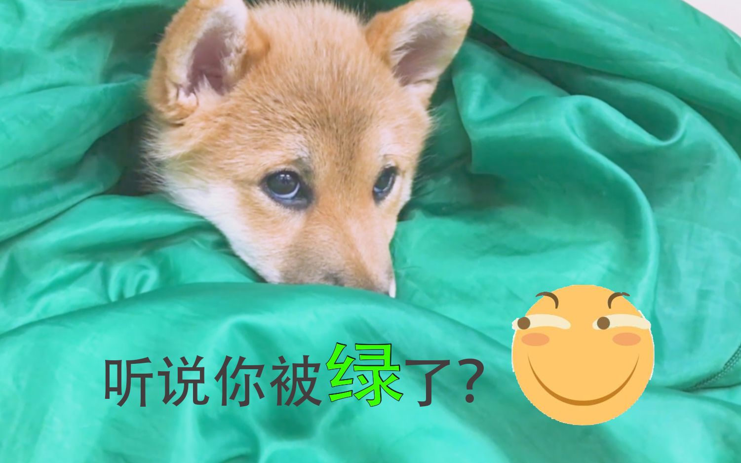 柴犬虾饺虽然被绿了还是原谅他.