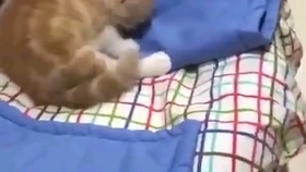 如何才能不让猫咪上床 87cf9b2d8872da2597ef4ec8f61d763e1fcbaf04.jpg@280w_158h_1c_100q.jpg