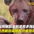 纪录片解说，鬣狗狠起来到底有多残酷，竟然被同类掏肛分食殆尽