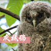 昆明黑龙潭灰林鸮【极眸防抖古法观鸟