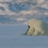 天天带你看世界之北极熊猎海豹