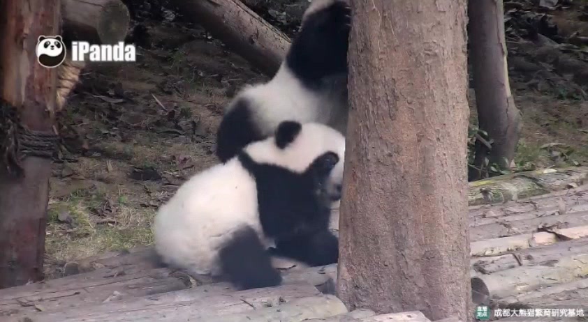 12.06《大熊猫晶亮妮可》-妮可:我好凶哒