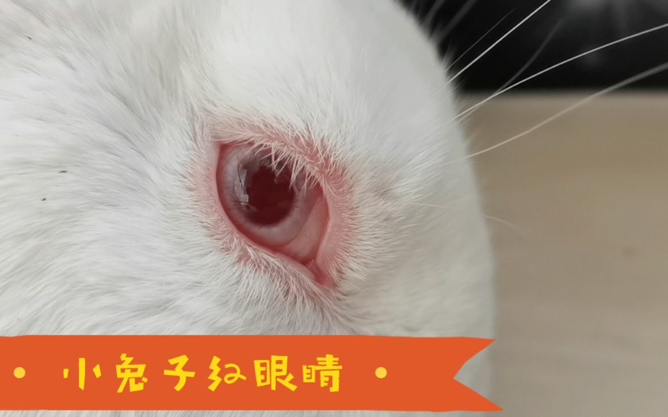 近距离观察小兔子红眼睛