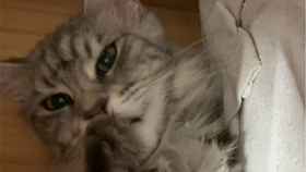 小猫爬架小型 8852b5e9d1393e9eff017fb2b1e156c389ec8dc5.jpg@280w_158h_1c_100q.jpg