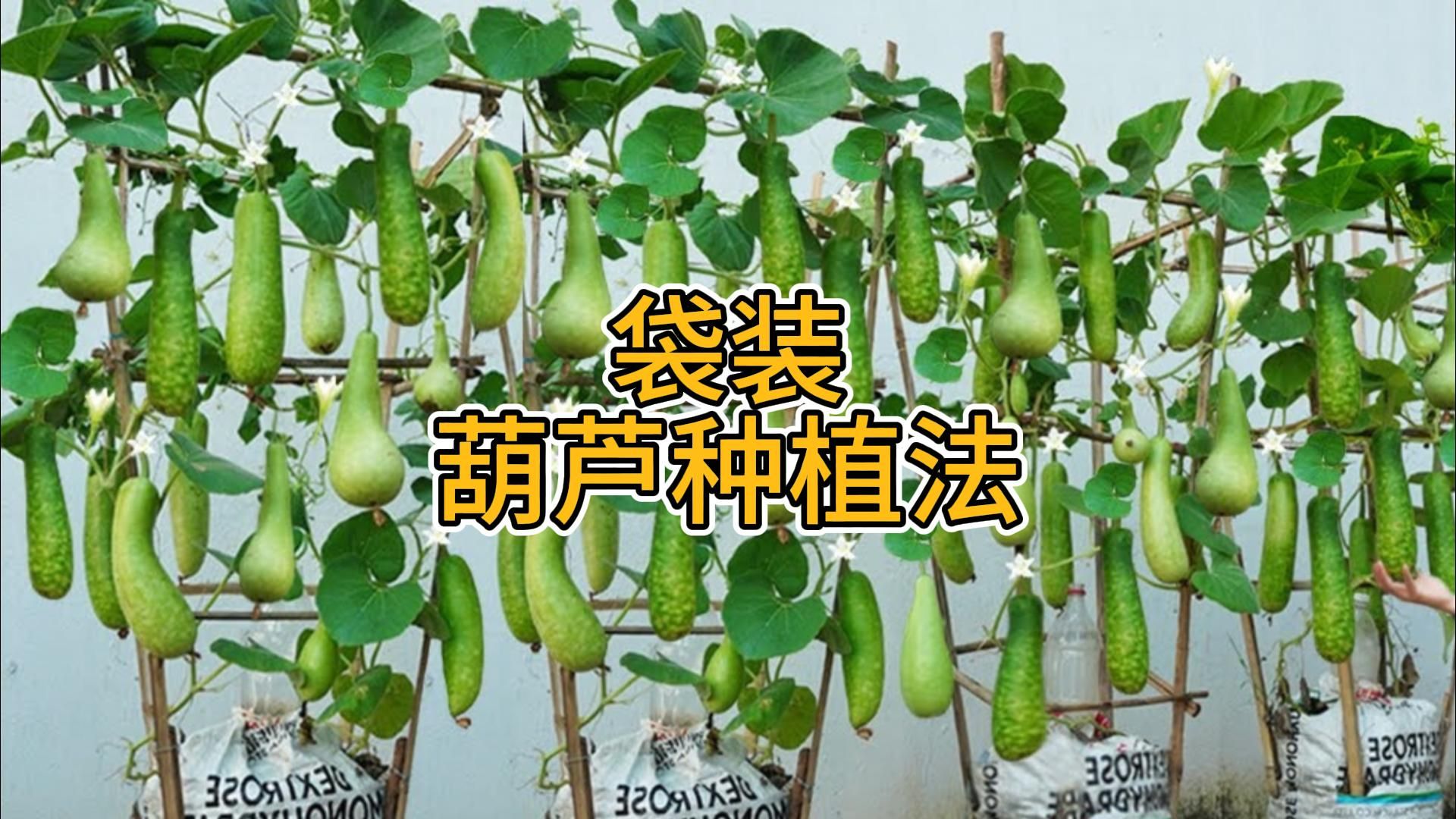 袋装葫芦的种植方法