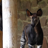 英國的切斯特動物園成功繁殖了今年第1隻㺢㹢狓寶寶