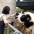 在寸土寸金的深圳市区养奶牛是种什么体验？