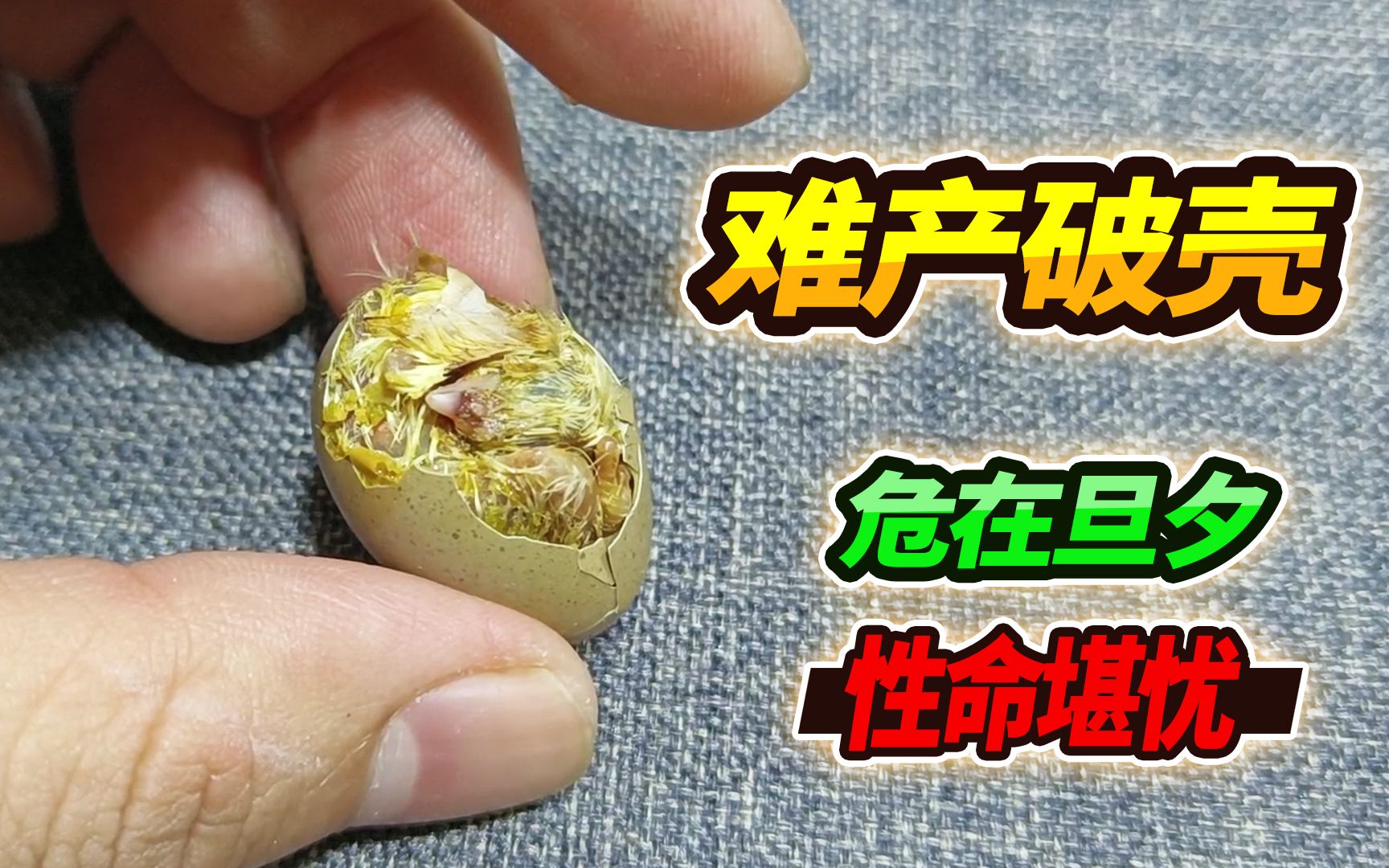 全球排名第一的最小芦丁鸡破壳难产，发现时已经奄奄一息，能救吗