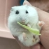 【仓鼠】吃  菜  菜