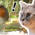 电视上放鸟类视频时看看猫咪们的反应。