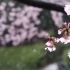 高画质 雪与花瓣一起飘落 【朝鲜歌曲】拥抱花开的春天