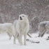 【狼与雪】三只狼在暴雪中嚎叫的绝美景象~