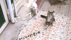 88c0d0049c4eaa673fddc39862d5289187252b66.jpg@280w_158h_1c_100q.jpg