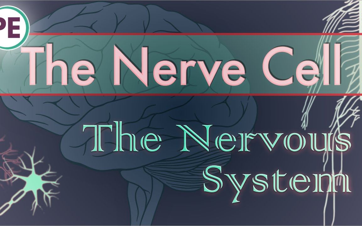 神经系统--神经元（神经细胞）
