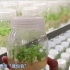 “一叶成林” 神奇的植物克隆技术
