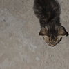 “我知道那不是我的小猫，但有一刻我确实在想有它之后的时光