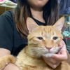 修猫咪做大保健