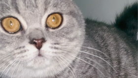 小猫咪视频可爱搞笑小猫 88e93721653f354f7188b6394b29c4dc2f5dcc9d.jpg@280w_158h_1c_100q.jpg