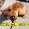 流浪猫被人类用喷火器烧着，皮肤溃烂骨头外露，人们决定拯救它