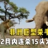 5头雄狮联盟，2个月内连杀15头大象，绝对是最强大的非洲巨型杀手