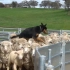 牧羊犬这份工作，靠的就是智慧和勇气