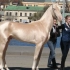 全球骏马排行榜，哪个是世界上最漂亮的马？