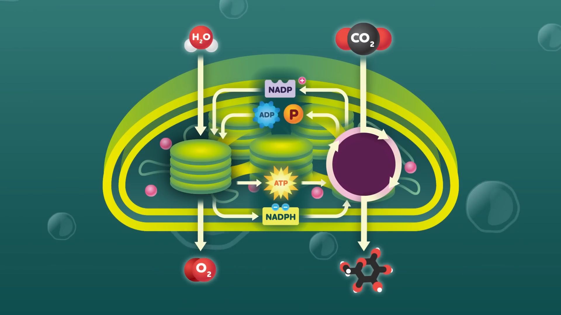 光合作用的过程