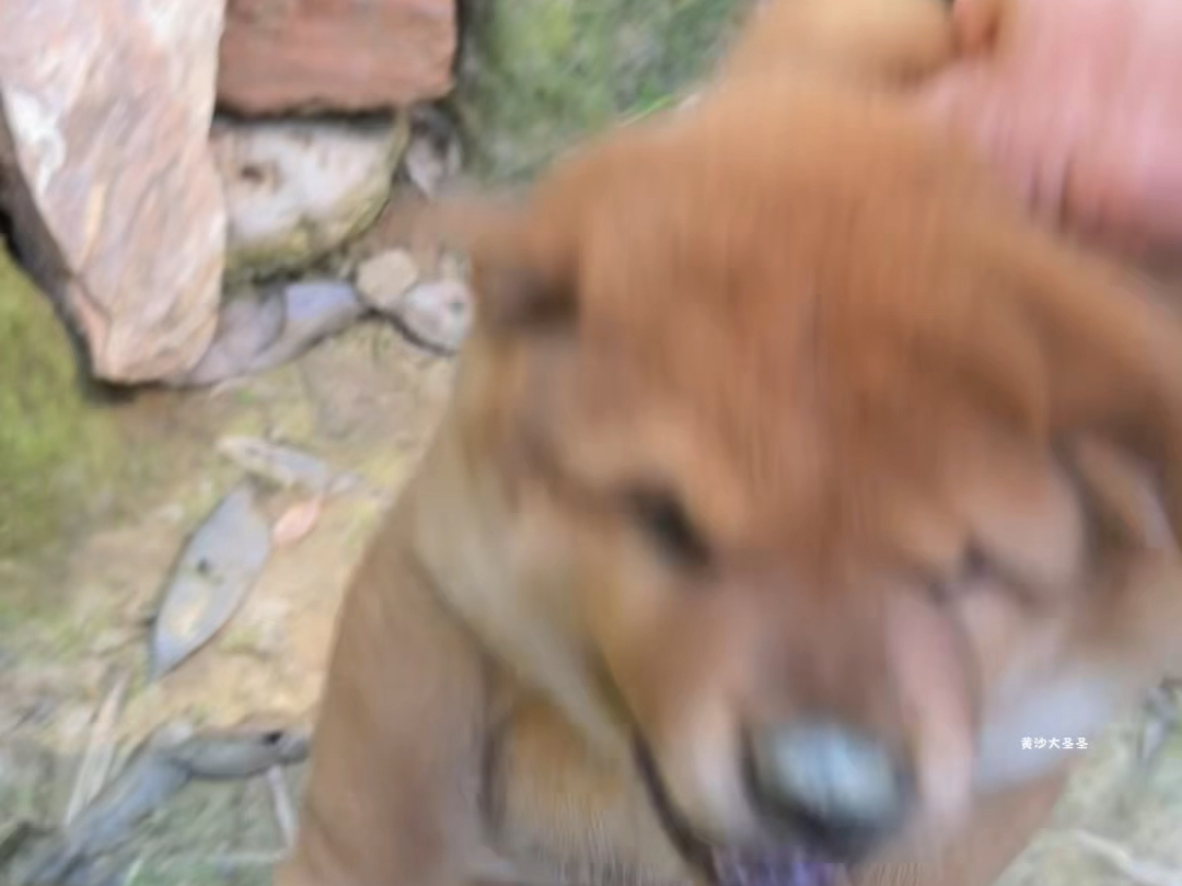 小犟种 反了天了