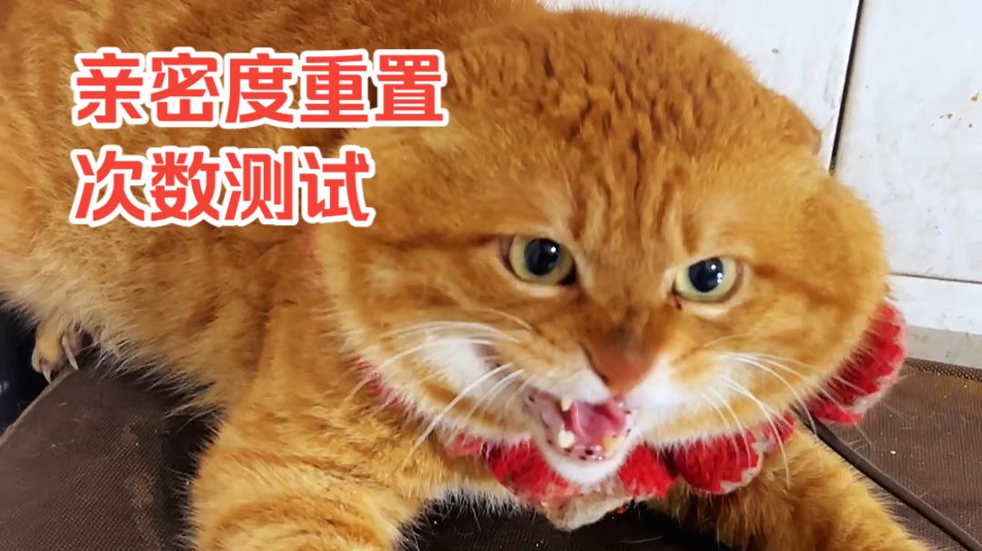 大橘哥123-转身触发(亲密度重置VS亲密度补满)次数测试