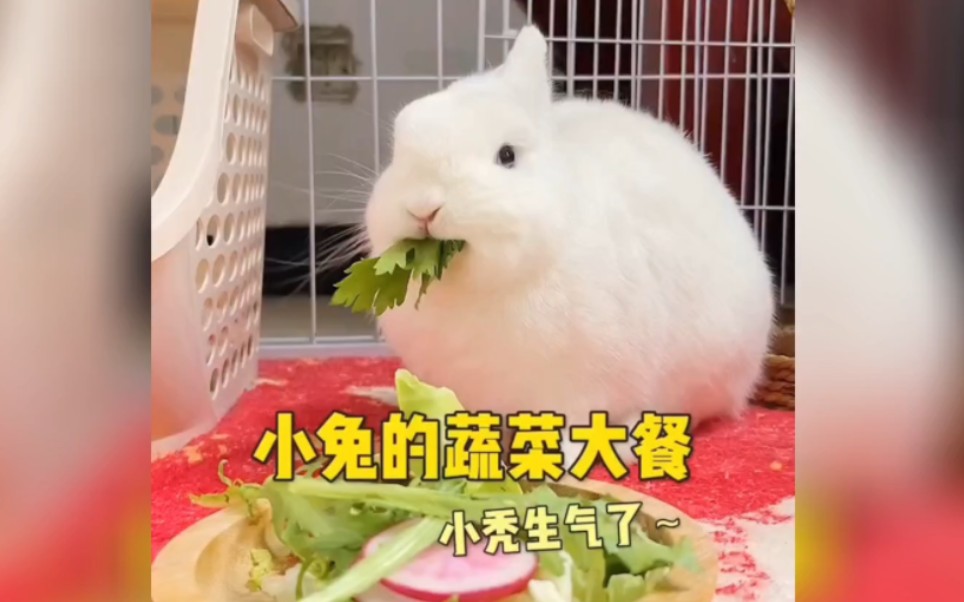 谁家的小兔子天天气鼓鼓！小秃的蔬菜大餐来喽！