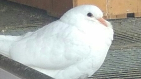 咕咕叫的鸽子是公鸽吗 894b721eaa8f364bf423c2794f0aa02edcc118f7.jpg@280w_158h_1c_100q.jpg