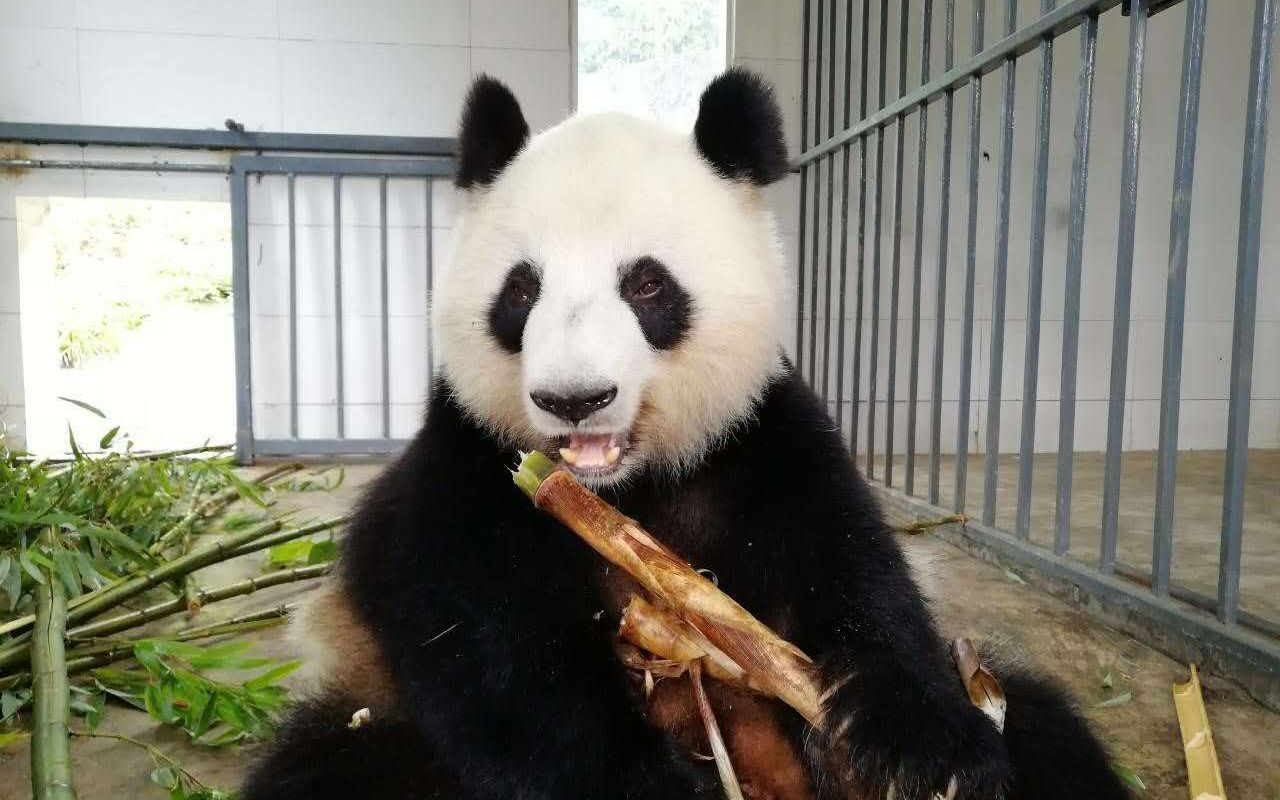 大熊猫蜀兰蜀兰现在的幸福生活