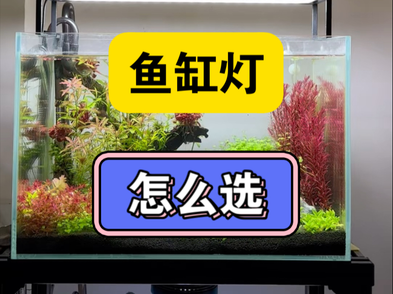 新手养鱼，鱼缸灯怎么选？从此选灯不再纠结！