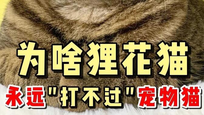 为什么说狸花猫永远比不上宠物猫？