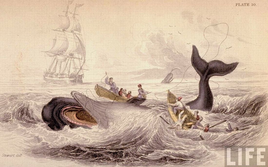 最佳评论：抹香鲸--早期作品是否将其神话[一阶段]的第1张示图
