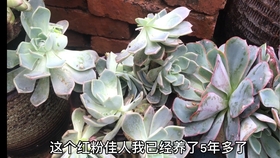 8981dc652d3dd14b96ed750ef103967e9f0d8dd5.jpg@280w_158h_1c_100q.jpg