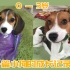 【治愈向】小奶狗变大狗狗 永远不变的温柔可爱 比格犬卢旺达成长记录