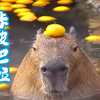 卡皮巴拉：活着挺好，死了也还行