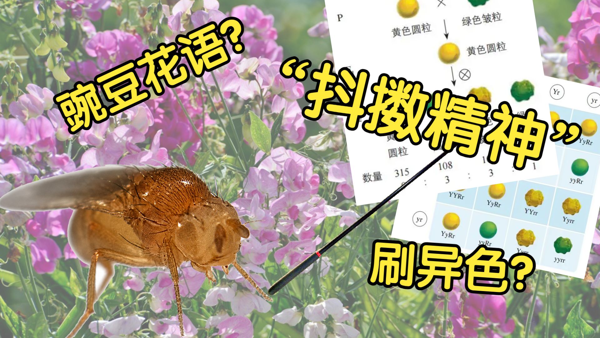 一个视频带你了解高中生物梗