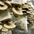 平菇的一生｜现代农业种植和收获蚝菇