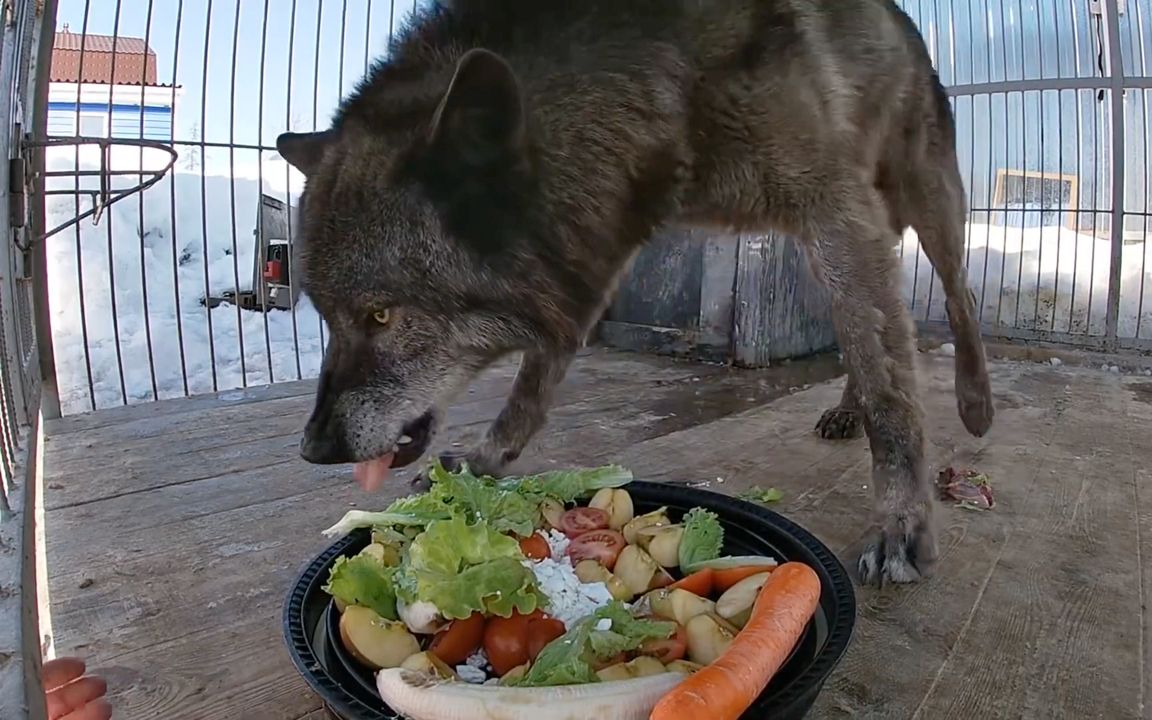 当我偷拿大黑狼的食物，会发生什么？