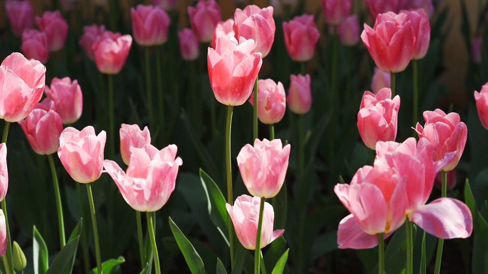 【空镜素材】绽放的精灵郁金香🌷