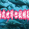 海底世界也很精彩 海底世界 鲨鱼 海洋生物