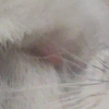 进来看gv