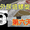 户外用尿培养了6天的螺旋藻，屎黄色腥臭难闻令人窒息