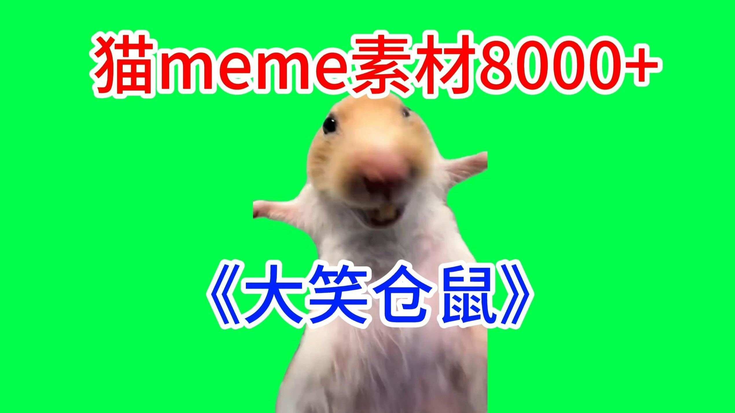 【大笑仓鼠！】猫meme绿幕素材完整分享～，猫meme素材整合分享，合集分享！