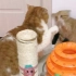 【自制】猫咪打架玩耍发神经视频合集