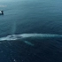 无人机在圣地亚哥拍到的蓝鲸合集~温柔似水，却令人心潮澎湃?~